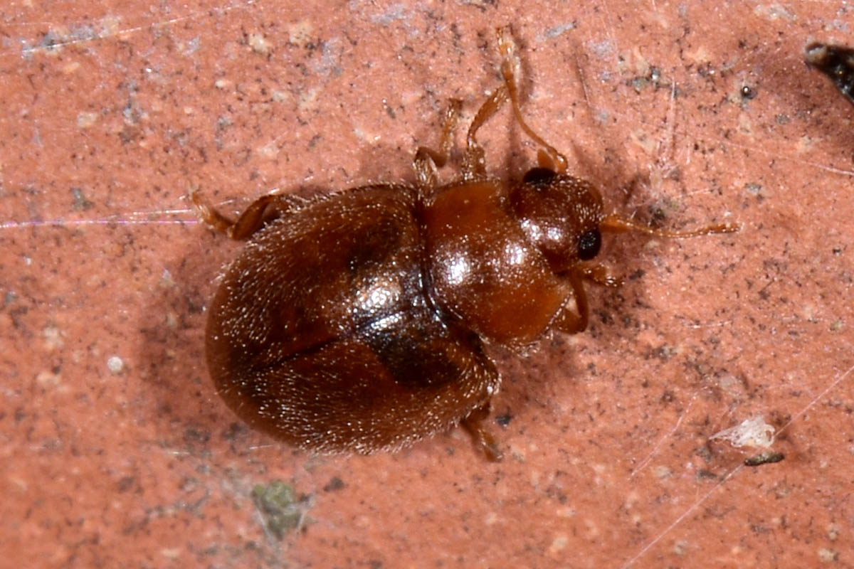 Coccinellidae: Rhyzobius litura